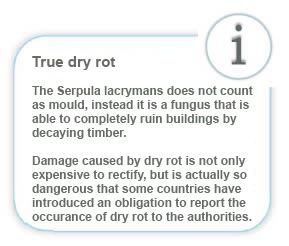 Dry rot Serpula lacrymans
