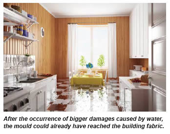Mould through water damage Common moulds